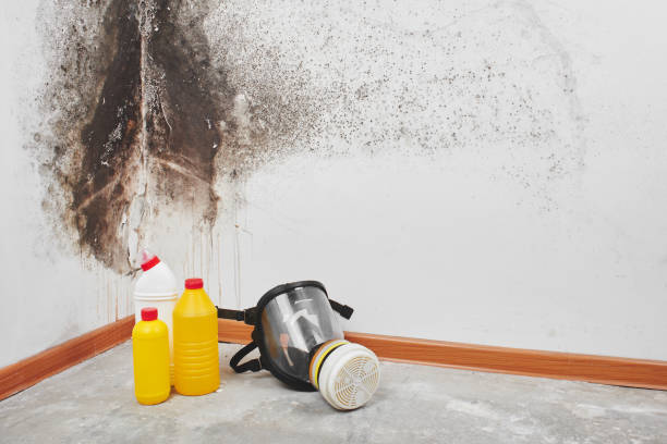 Best Attic Mold Removal  in Bluffton, OH