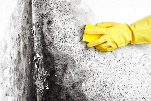Best Professional Mold Removal  in Bluffton, OH