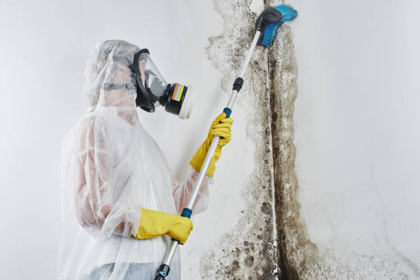 Best Same-Day Mold Removal  in Bluffton, OH