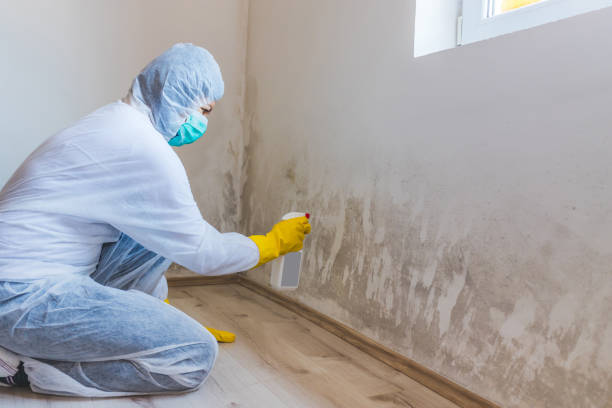 Best Attic Mold Removal  in Bluffton, OH