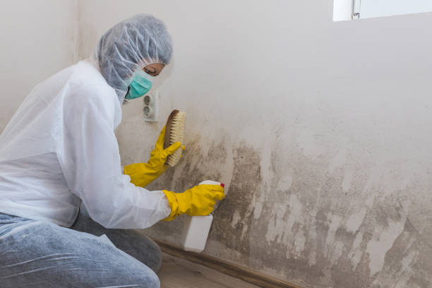 Best Mold Removal Near Me  in Bluffton, OH