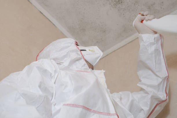 Best Professional Mold Removal  in Bluffton, OH