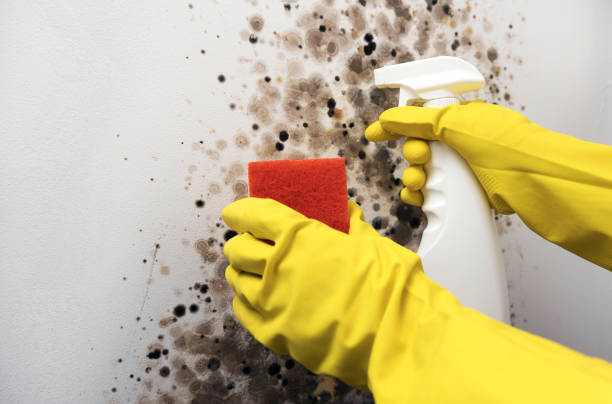 Trusted Bluffton, OH Mold Removal Experts