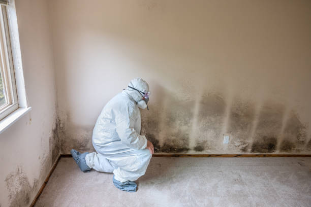 Best Affordable Mold Removal  in Bluffton, OH