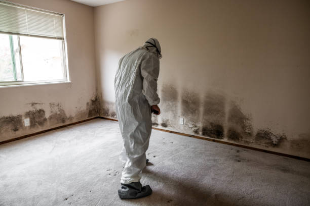 Best Mold Cleaning Services  in Bluffton, OH