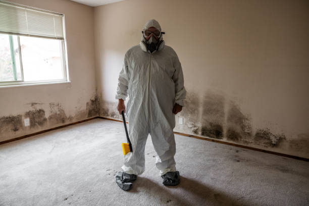 Best Mold Remediation  in Bluffton, OH