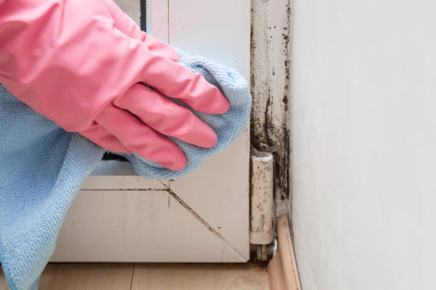 Best Office Mold Removal Services  in Bluffton, OH