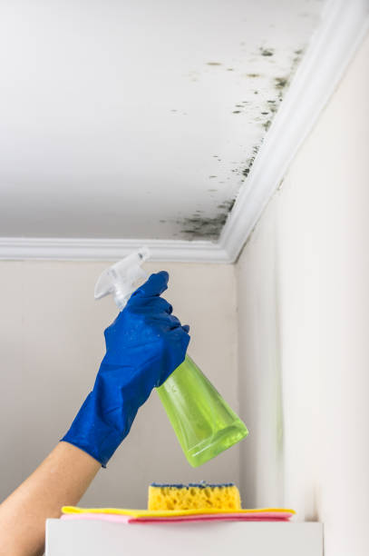 Best Water Damage Restoration  in Bluffton, OH