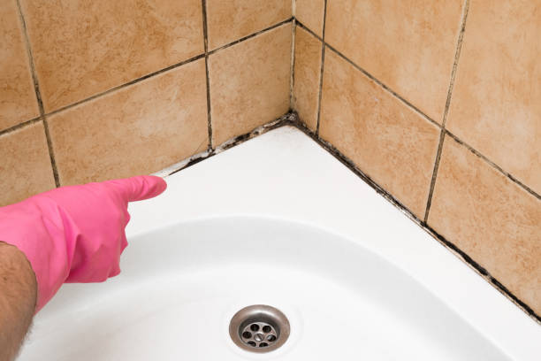 Best Home Mold Removal  in Bluffton, OH